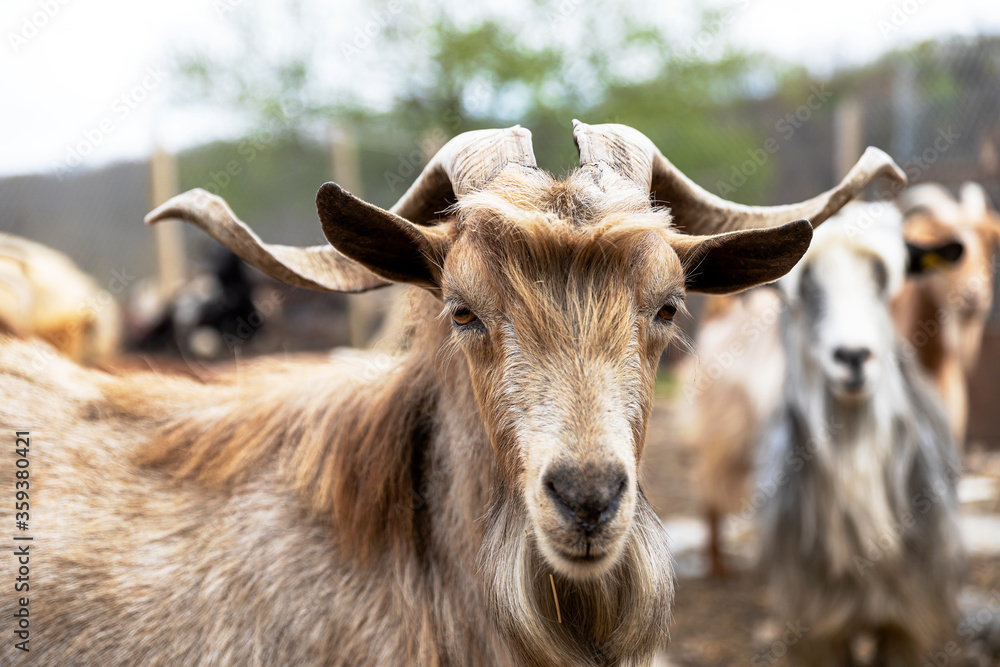 Goat with big horn in Bulgarian milkfarm for healthy and fresh dairy products.
Goat with big horn in Bulgarian milkfarm for healthy and fresh dairy products.