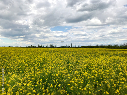 Floral background - field of yellow rape and sky with clouds.