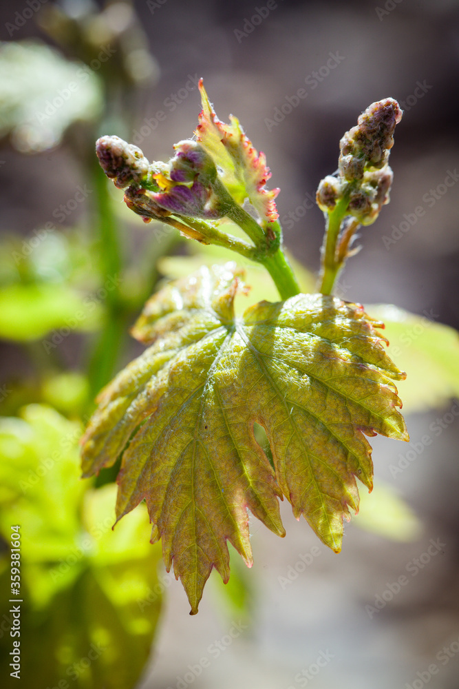 Obraz premium Vineyard path in rural south of France