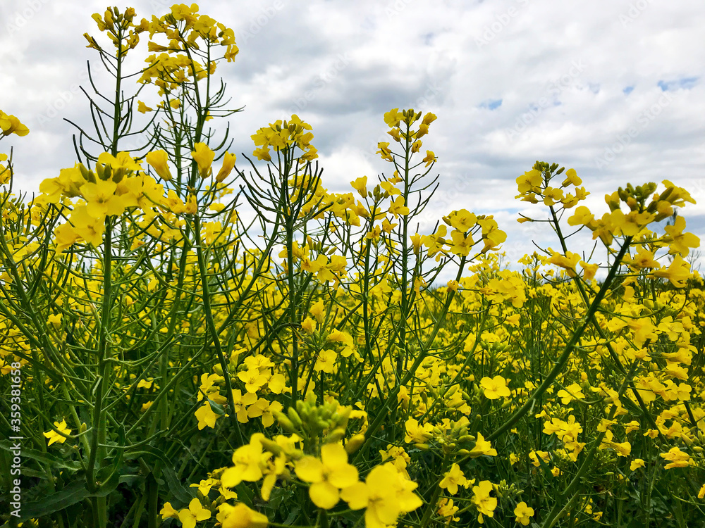 Floral background - field of yellow rape and sky with clouds. Floral background - field of yellow rape and sky with clouds.