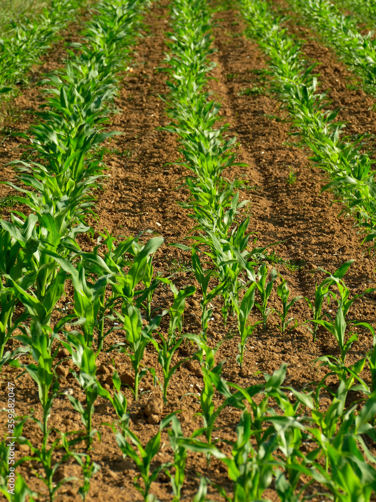 Obraz premium corn field with young plants