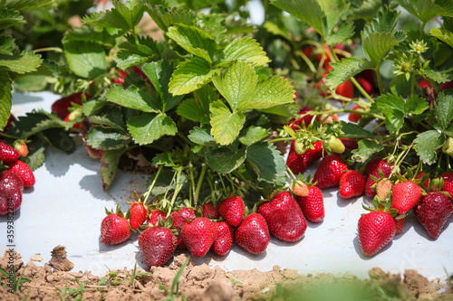 Strawberrys with leafs on white background