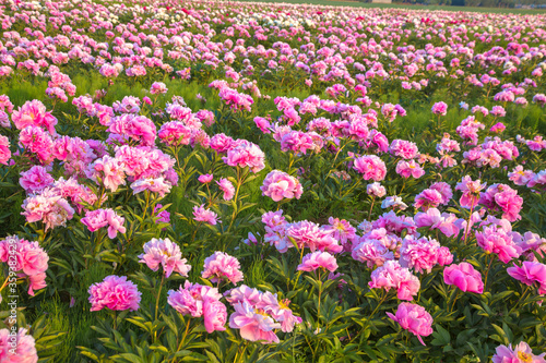 Bright summer field of blooming colorful peonies flowers.
