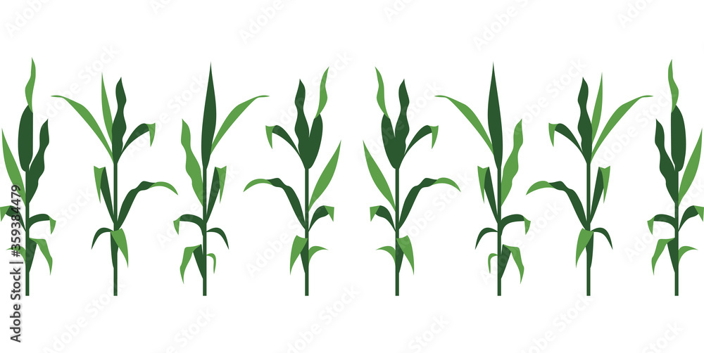 Corn Stalks Vector Illustration Isolated on White Corn Stalks Vector Illustration Isolated on White