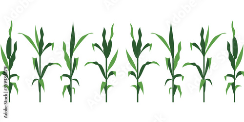 Canvas-taulu Corn Stalks Vector Illustration Isolated on White