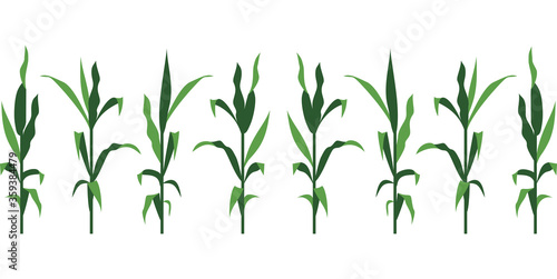 Corn Stalks Vector Illustration Isolated on White photo