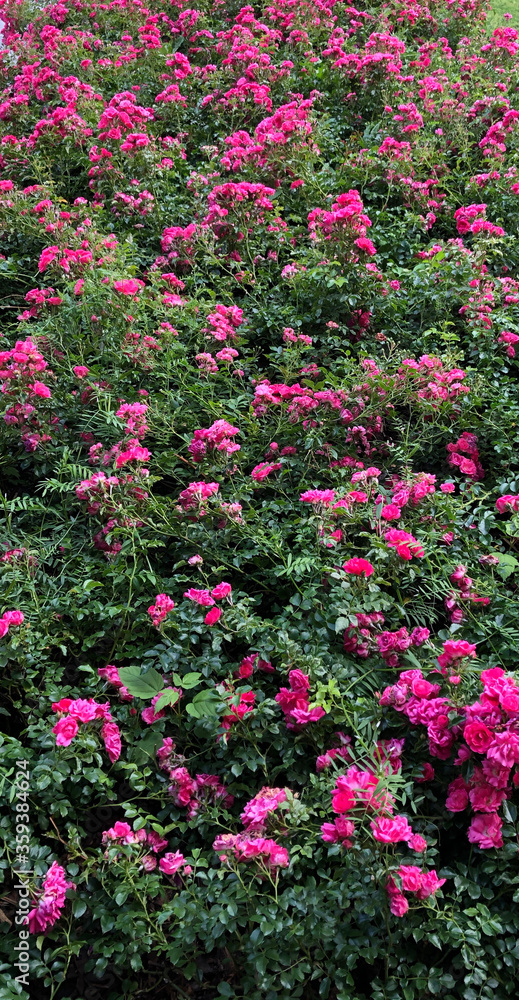 Hundreds of wild pink rose bushes
