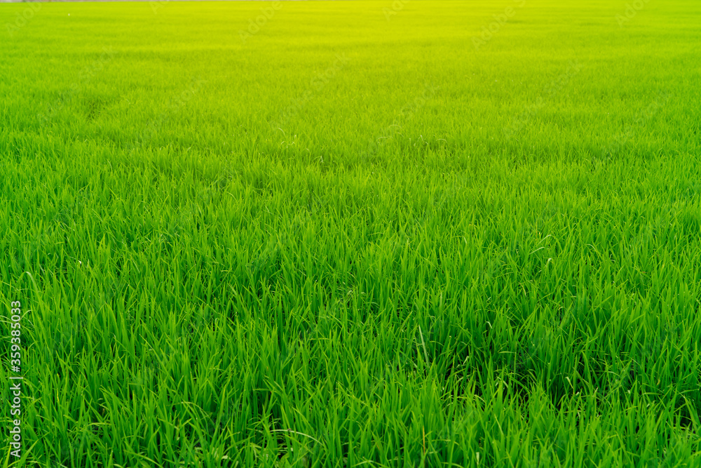 Rice plantation. Green rice paddy field. Organic rice farm in asia. Rice growing agriculture. Green paddy field. Paddy-sown ricefield cultivation. Asian food. Green grass leaves with raindrops. Rice plantation. Green rice paddy field. Organic rice farm in asia. Rice growing agriculture. Green paddy field. Paddy-sown ricefield cultivation. Asian food. Green grass leaves with raindrops.