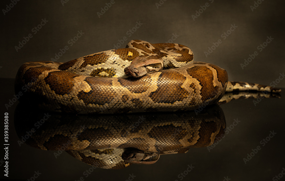 Obraz premium close up of a python