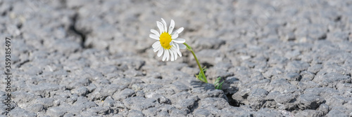 beautiful daisy grows through a crack in the asphalt