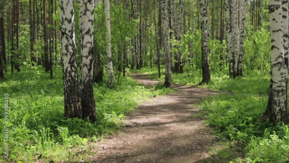 Admirable birch forest in sunny day Admirable birch forest in sunny day