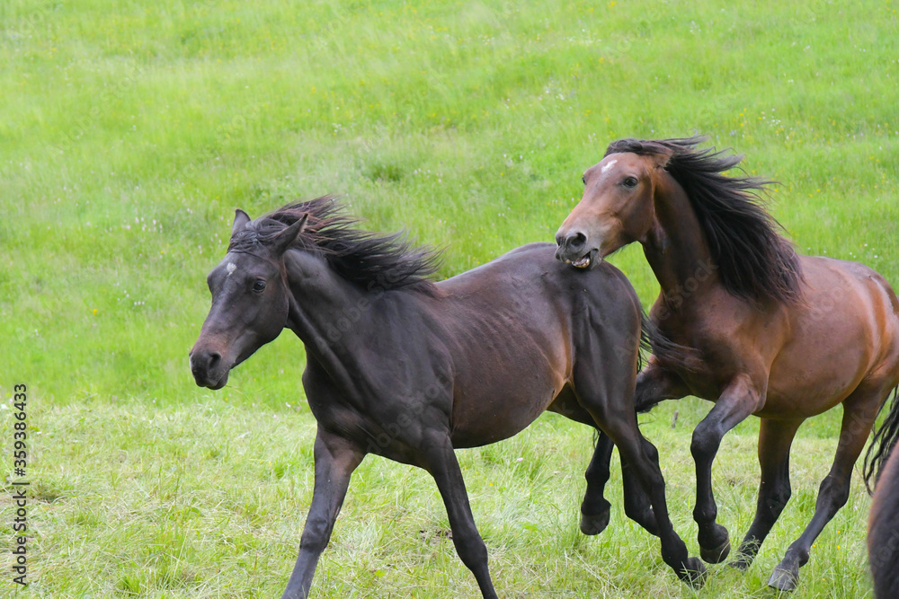 Fototapeta premium Konie w Lesie Turyńskim