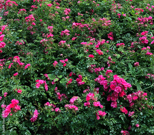 A wide area of wild pink rose bushes