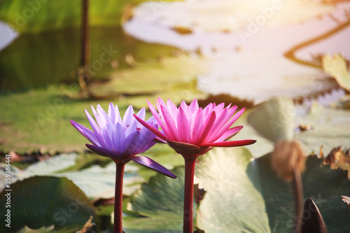 Pink and purple lotus flowers are blooming with sunset