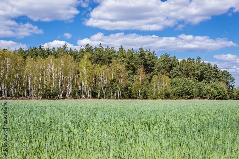 Freshly sown field near Jaczew, small village in Mazowsze region of Poland