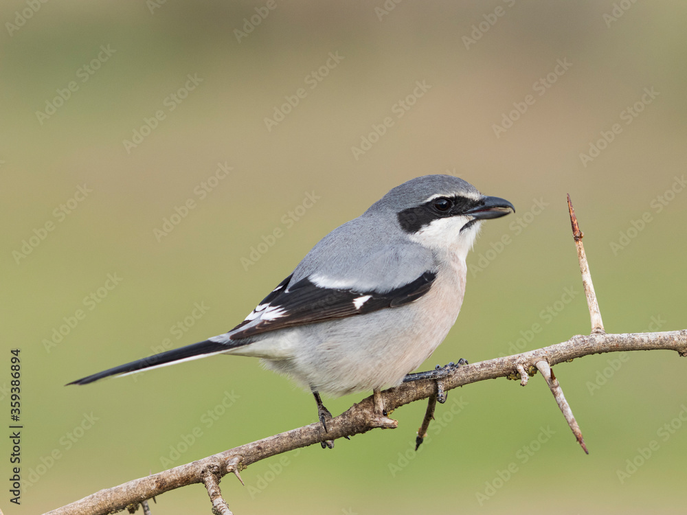 Alcaudón real o alcaudón sureño (Lanius meridionalis) Alcaudón real o alcaudón sureño (Lanius meridionalis)