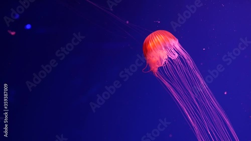 Shiny vibrant fluorescent jellyfish glow underwater, dark neon dynamic pulsating ultraviolet blurred background. Fantasy hypnotic mystic pcychedelic dance. Vivid phosphorescent cosmic medusa dancing.
