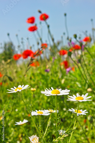 green summer field with poppies and daisies close-up