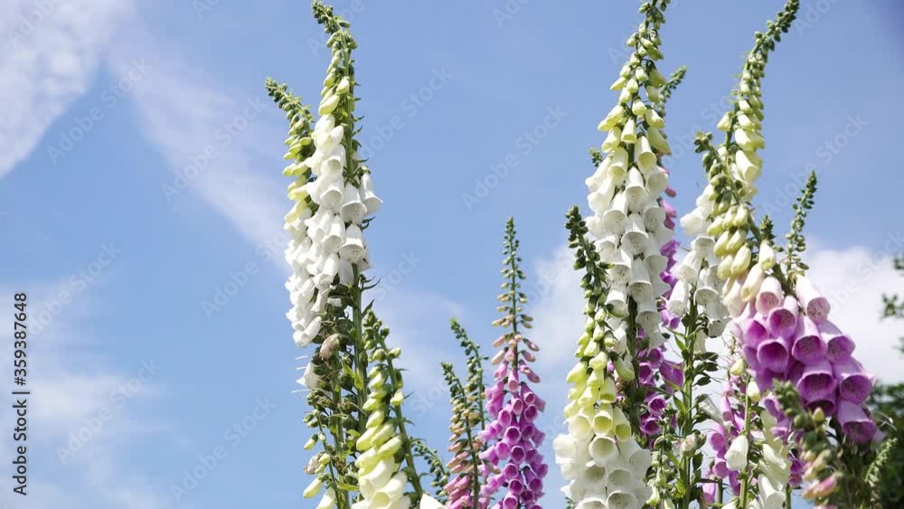 colorful flowering foxglove infront of blue sky colorful flowering foxglove infront of blue sky