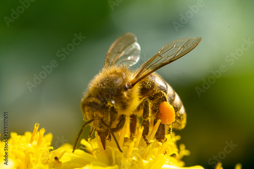 Bienen, Pollen, Bestäubung