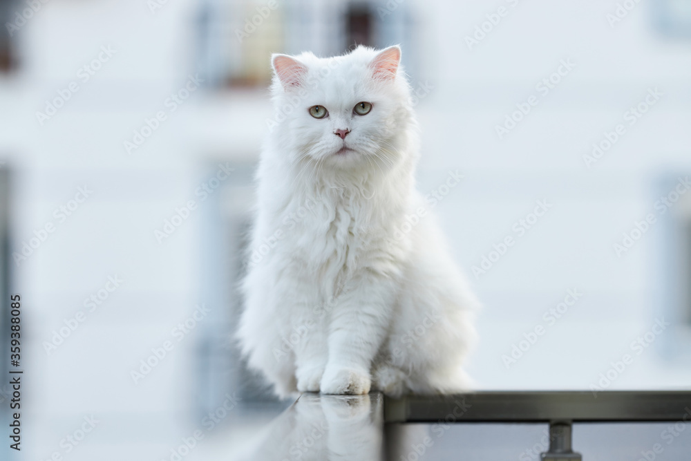 white cute cat sitting on the balcony