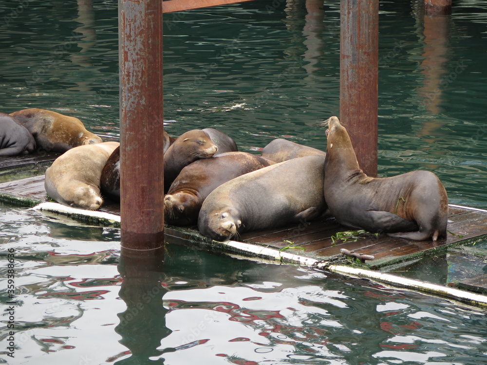 Fototapeta premium seals at Fisherman's Wharf in Monterey in California in the month of October, USA
