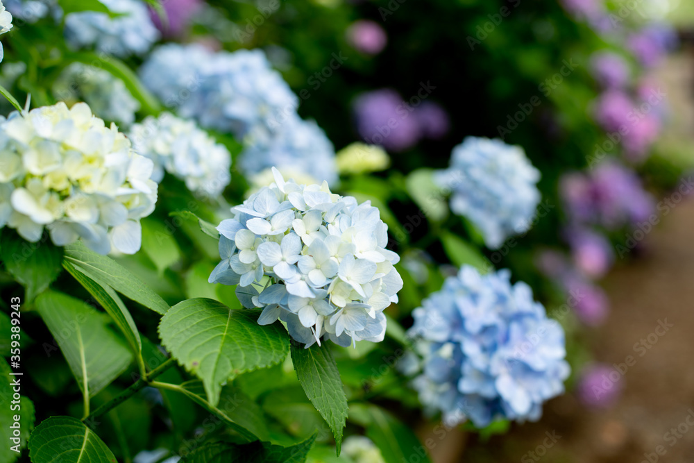 紫陽花の咲き乱れる庭 紫陽花の咲き乱れる庭