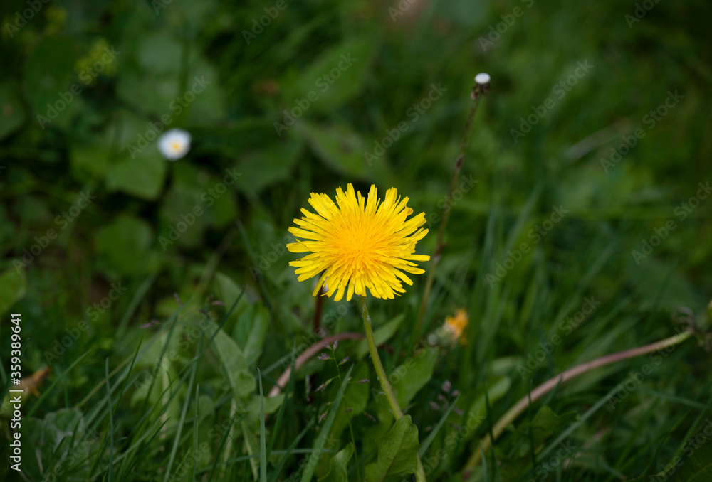 Blooming beautiful, yellow dandelion in the field. One dandelion Blooming beautiful, yellow dandelion in the field. One dandelion