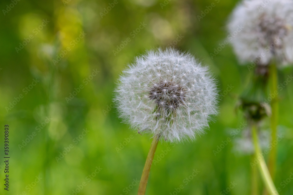 Macro shot of dandelion blossom fluffs in green and dark meadow background Macro shot of dandelion blossom fluffs in green and dark meadow background