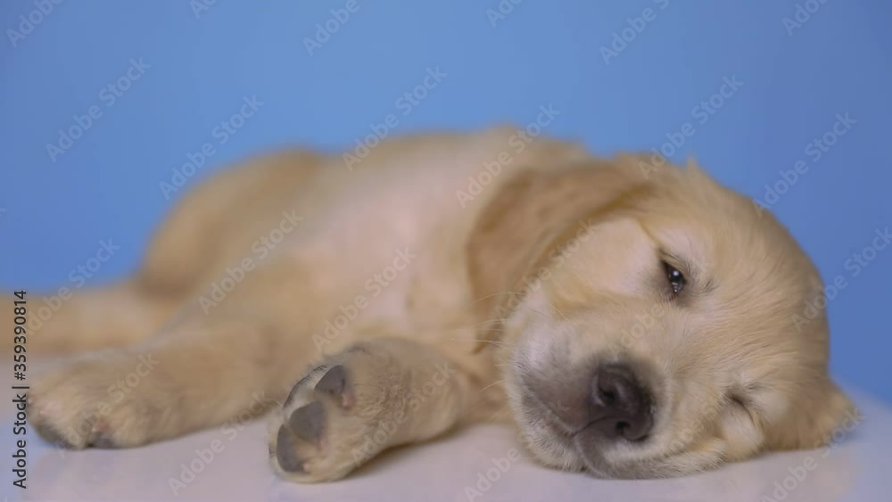 cute golden retriever dog lying down, resting his head on the floor, half asleep on blue background cute golden retriever dog lying down, resting his head on the floor, half asleep on blue background