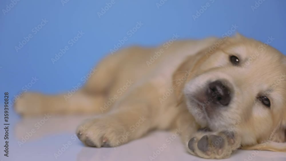 cub golden retriever dog lying down, looking at the camera, rolling his head off his paws and relaxing on blue background cub golden retriever dog lying down, looking at the camera, rolling his head off his paws and relaxing on blue background