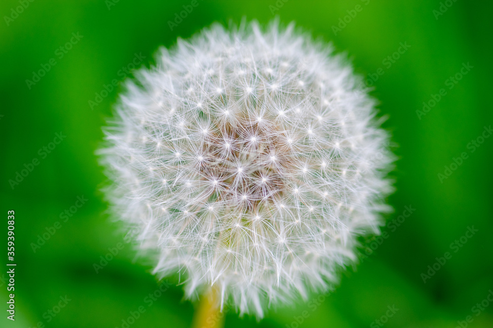 Macro shot of dandelion blossom fluffs in green, dark and blurred meadow background with copy space Macro shot of dandelion blossom fluffs in green, dark and blurred meadow background with copy space
