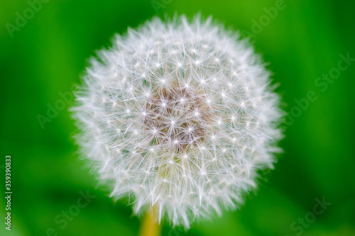 Macro shot of dandelion blossom fluffs in green  dark and blurred meadow background with copy space