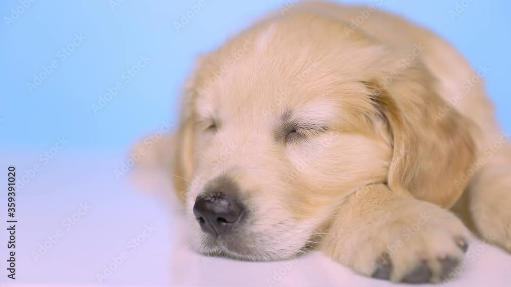 little golden retriever dog lying down, sleeping, slowly opening his eyes and raising his head on blue background little golden retriever dog lying down, sleeping, slowly opening his eyes and raising his head on blue background