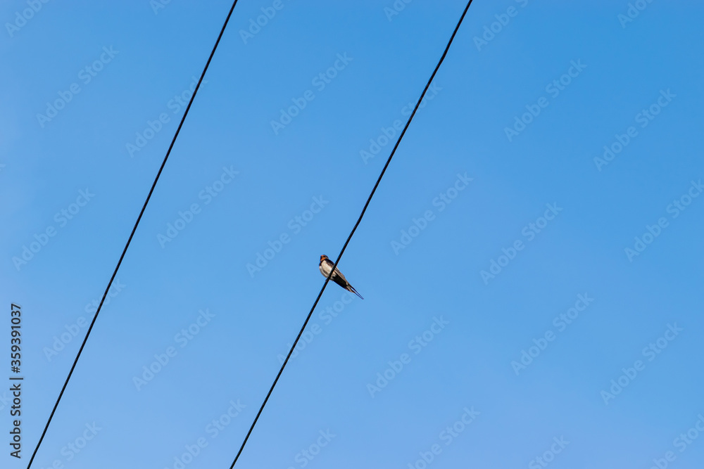 Alone swallow bird sitting on the wires in front of the clear and blue sky during summer evening with copy space Alone swallow bird sitting on the wires in front of the clear and blue sky during summer evening with copy space