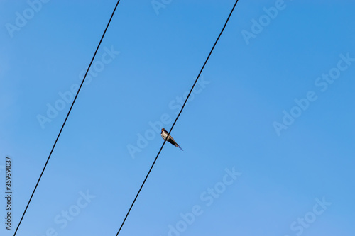Alone swallow bird sitting on the wires in front of the clear and blue sky during summer evening with copy space