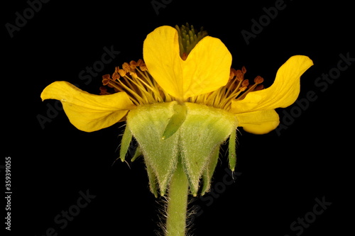 Eastern Avens (Geum aleppicum). Flower Closeup photo