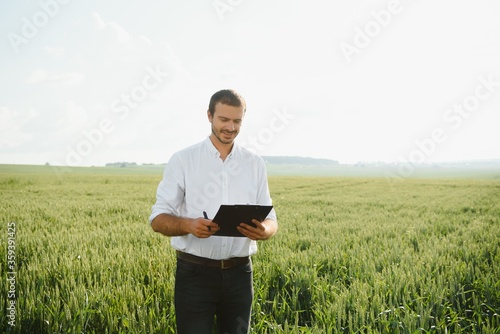 Wheat farmer and agronomist inspecting cereal crops quality in cultivated agricultural plantation field. Farm worker analyzing development of plants  selective focus.