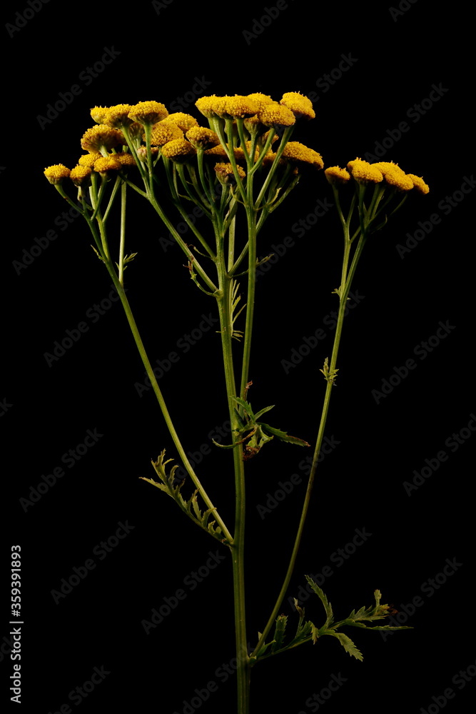 Tansy (Tanacetum vulgare). Inflorescence Closeup