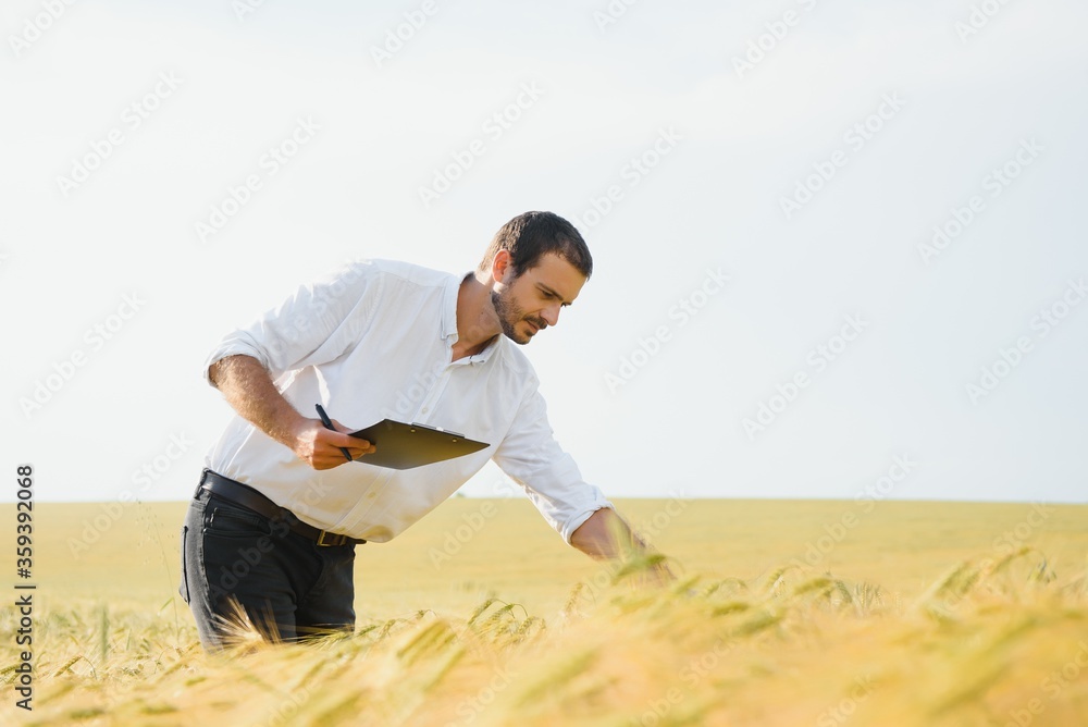 A young farmer in a wheat field checks the ripening of the crop. The concept of successful agriculture. Agronomist in a wheat field. A young farmer in a wheat field checks the ripening of the crop. The concept of successful agriculture. Agronomist in a wheat field.