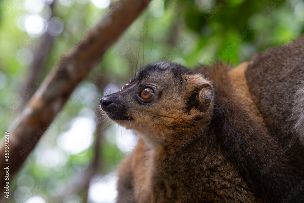 Fototapeta premium A portrait of a red lemur in its natural environment