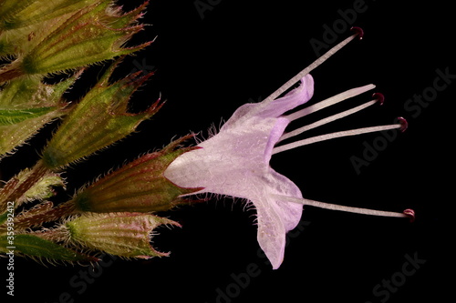 Water Mint  Mentha aquatica . Flower Closeup