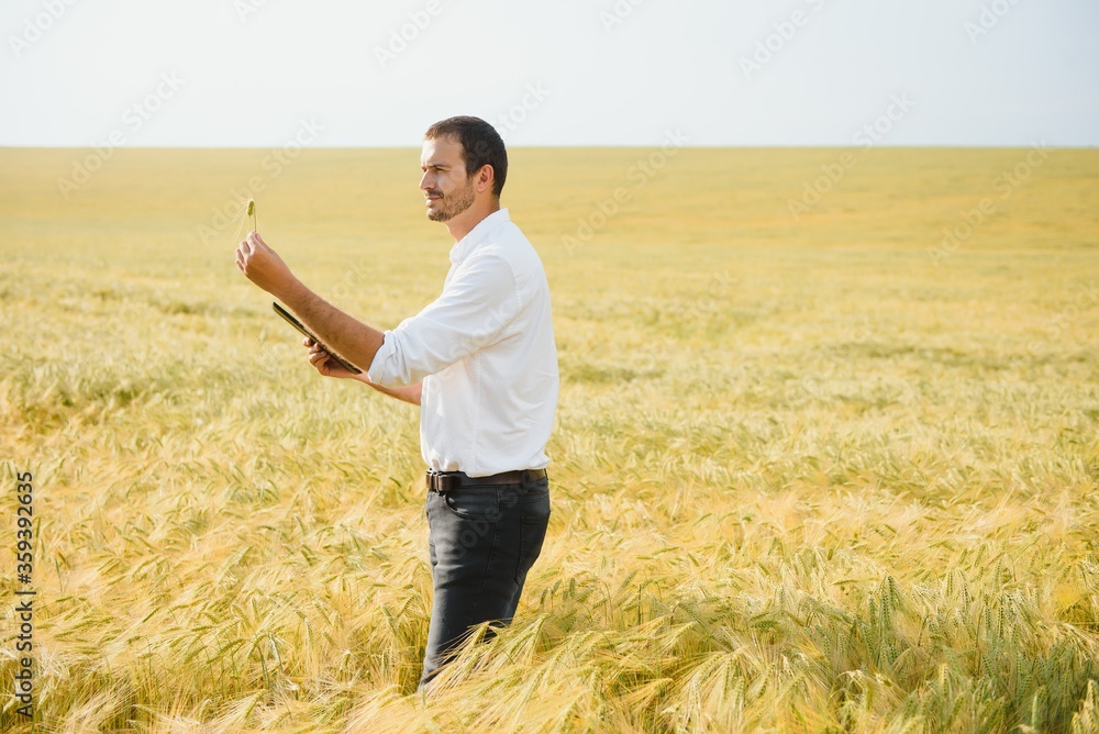 Agronomist farmer is inspecting ripening ears of wheat in field in warm summer sunset. Farm worker analyzing development of cereal crops. Agronomist farmer is inspecting ripening ears of wheat in field in warm summer sunset. Farm worker analyzing development of cereal crops.