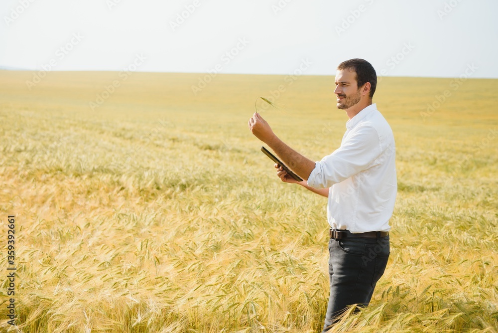 Portrait of farmer standing in young wheat field holding tablet in his hands and examining crop.