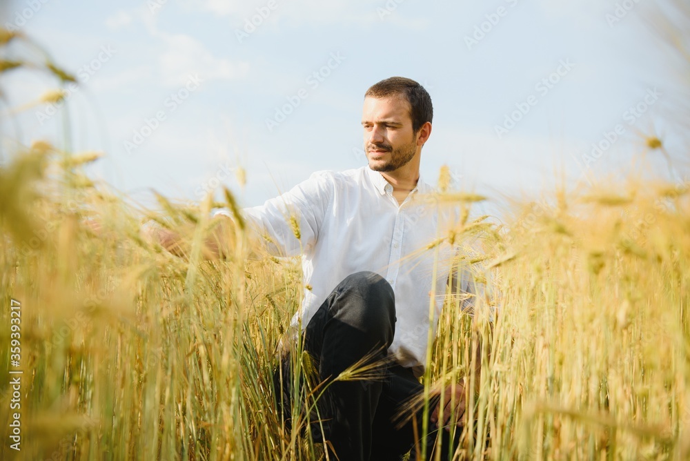 Agronomist farmer is inspecting ripening ears of wheat in field in warm summer sunset. Farm worker analyzing development of cereal crops. Agronomist farmer is inspecting ripening ears of wheat in field in warm summer sunset. Farm worker analyzing development of cereal crops.
