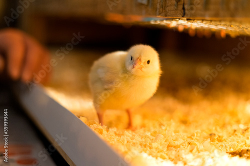 Fotografía A lone broiler chick looks at the camera with interest