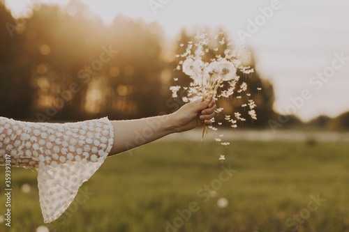 Female hand with dandelions on a sunset background.