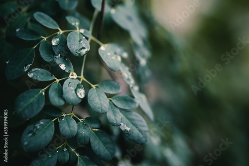 Green leaves tree (Moringa oleifera) with water drop, medicine herbal, tropical tree photo