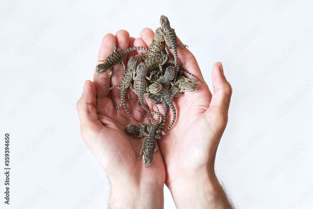 The small bearded dragons (Pogona vitticeps) The small bearded dragons (Pogona vitticeps)