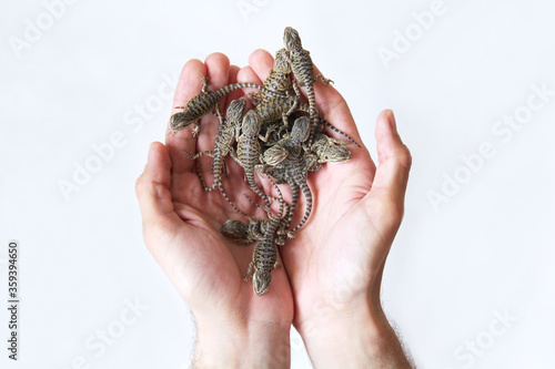 The small bearded dragons (Pogona vitticeps)